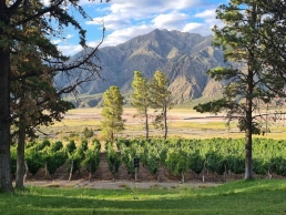 Argentina vineyard