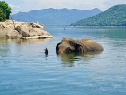 elephant in sri lanka